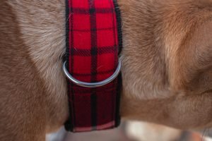 Sturdy, Durable Dog Collars in India with premium attachments. 