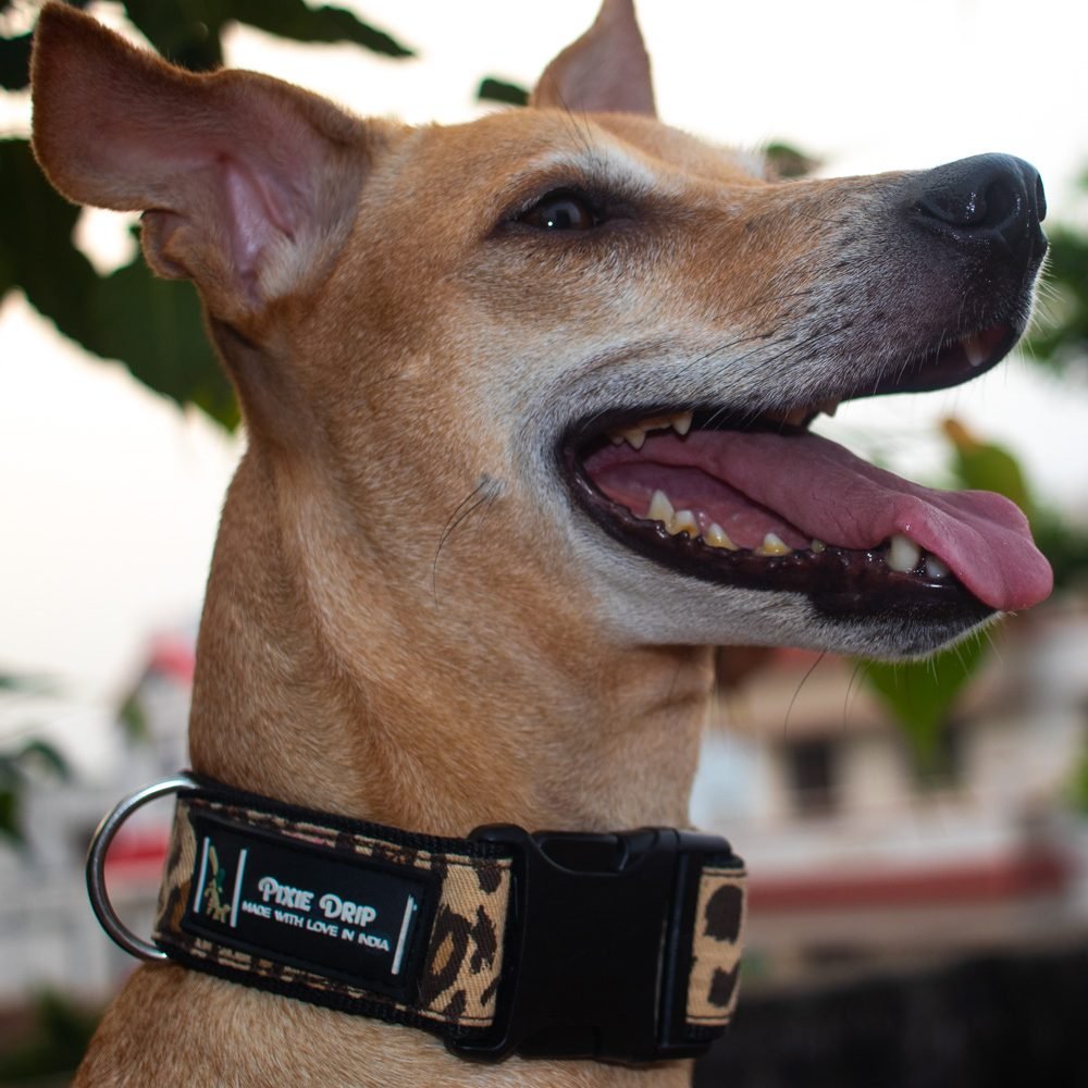 PIXIE DRIP DOG COLLARS