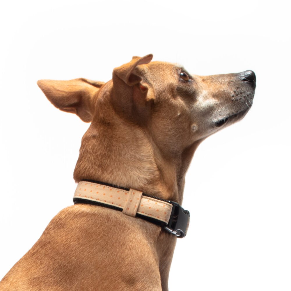 Yellow Polka Dot – Adjustable, Snap on Dog Collar