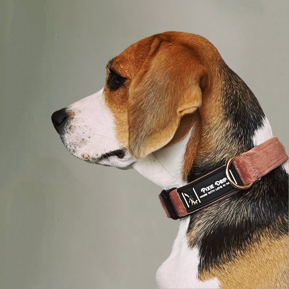 Doggo of the month may 2022