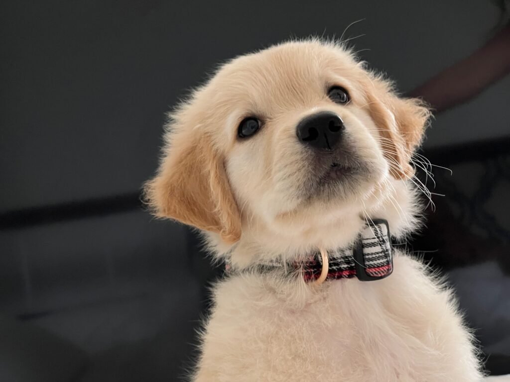 Doggo of the month july 2022