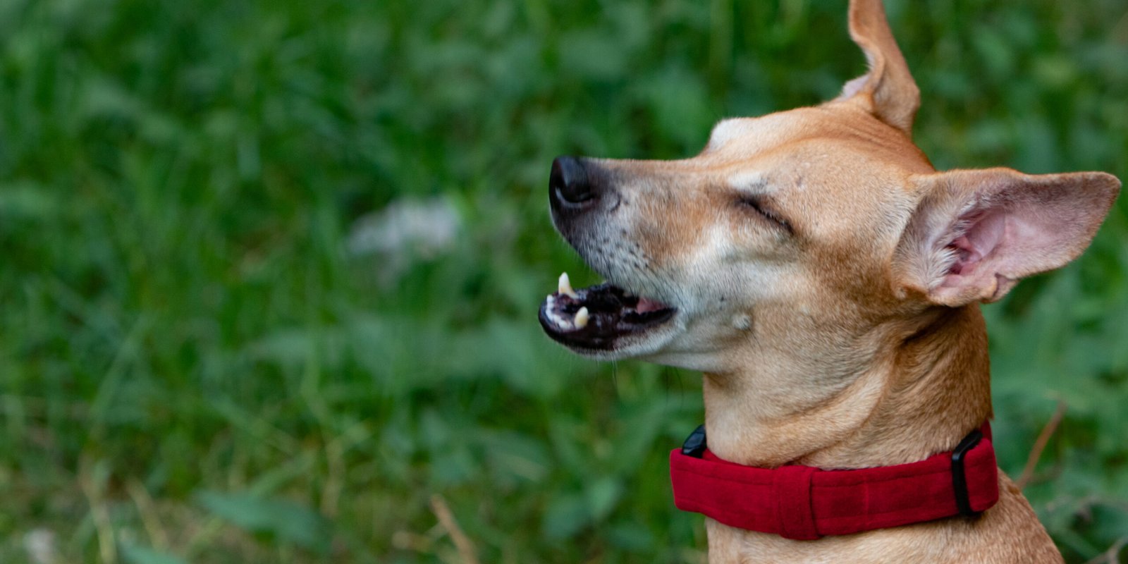 Doggo happy wearing comfortable red velvet collar