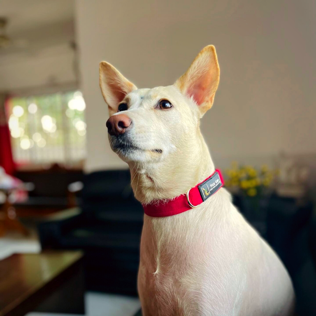 Most Adorable dog December 2022