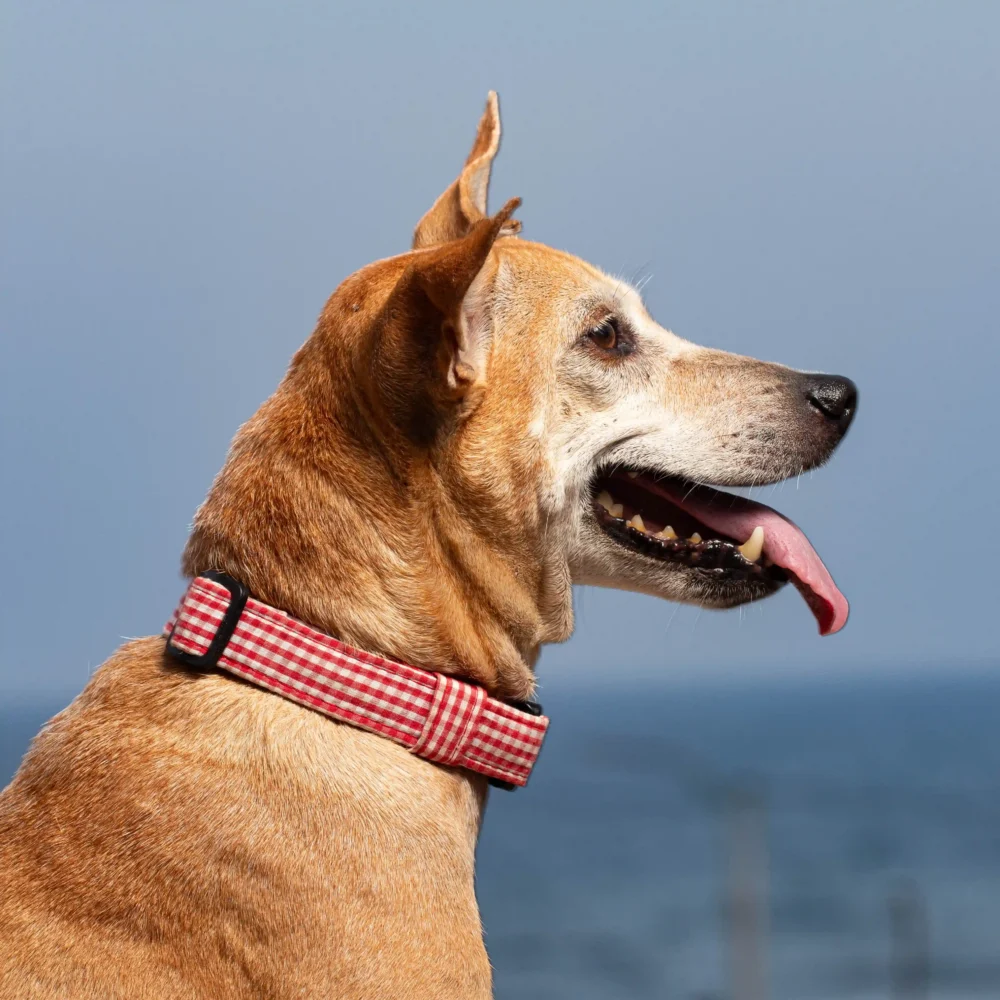 Picnic Plaid – Everyday Premium Cotton Dog Collar
